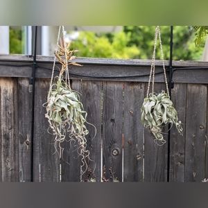 Mother and Mature Pup Xerographica Airplant with Handmade Hooped Seashell Hanger